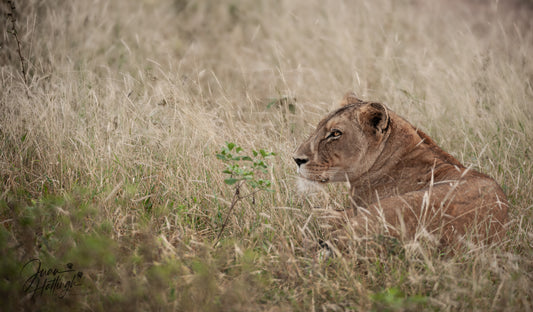 Essence of the Lioness